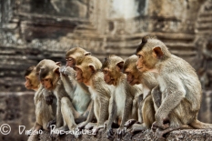 Macacos en Lopburi, Tailandia