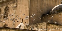 Palomas volando junto a la mequita de Abraham en Urfa